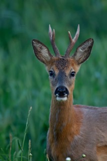 Roe deer (Capreolus capreolus) adult male buck animal head portrait, Suffolk, England, United