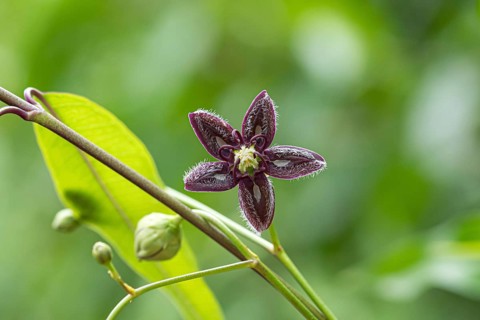 Periploca graeca (Periploca graeca), botanical flower Germany