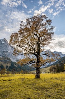 Maple tree with autumn leaves, autumn landscape in Rißtal with Spritzkarspitze, Großer Ahornboden,