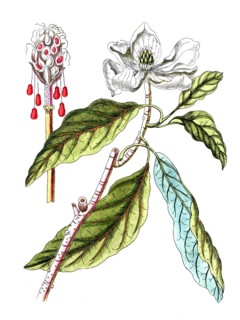 Magnolia glauca, magnolia, digital reproduction of a historical model, between 1790 and 1810