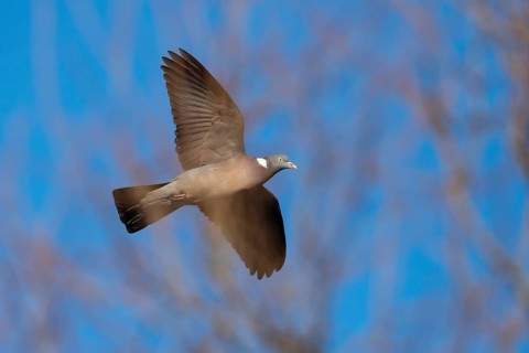 Woodpigeon (Columba palumbus) in flight against a blue sky, Hanover, Lower Saxony, Germany