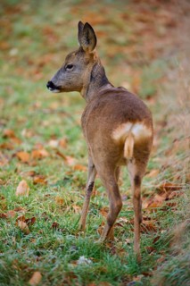 Roe deer (Capreolus capreolus), from behind in a meadow, Germany