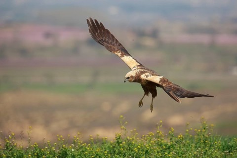 Western Marsh Harrier (Circus aeruginosus) female flying, Spain