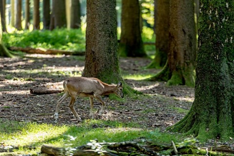 European mouflon (Ovis gmelini musimon), mouflon, young animal, walking through a sun-drenched