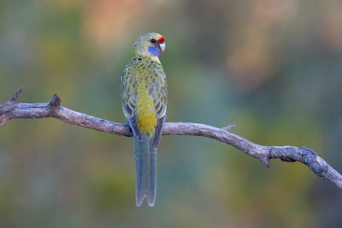 Yellow Rosella (Platycercus elegans flaveolus) male, Victoria, Australia