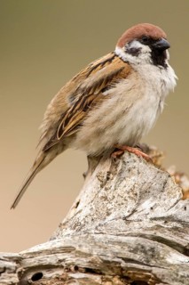 Eurasian Tree Sparrow (Passer montanus) male perched on stump, Romania