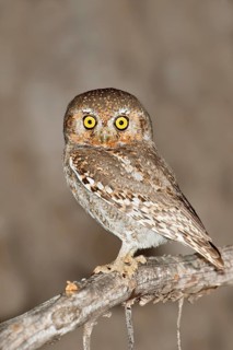 Elf Owl (Micrathene whitneyi), Arizona, USA