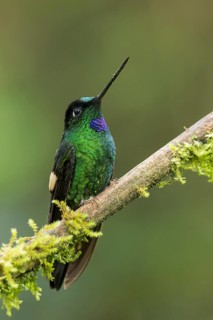 Buff-winged Starfrontlet (Coeligena lutetiae) perched on a branch in Colombia, South America