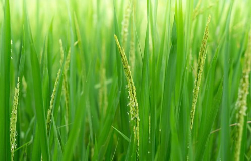 Close-up of vibrant green rice stalks with delicate grains and blooms