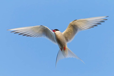 Arctic Arctic Tern, (Sterna paradisaea), animals, birds, subspecies of the tern family, flight