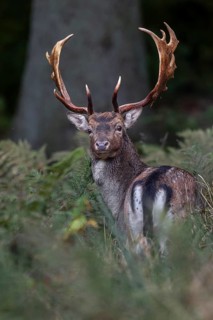 The fallow deer (Dama dama) looks in my direction with interest, autumn, rut, fallow deer rut,