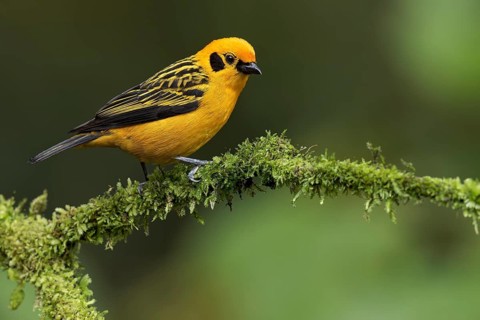 Golden Tanager (Tangara arthus) perched on a branch in Colombia, South America