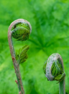 Young shoot, curled leaves of a fern frond, Netherlands