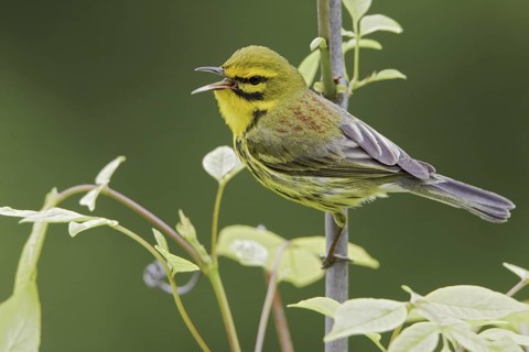 Prairie Warbler (Setophaga discolor) male singing, Ontario, Canada