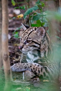 Ocelot (Felis pardalis) Pantanal Brazil