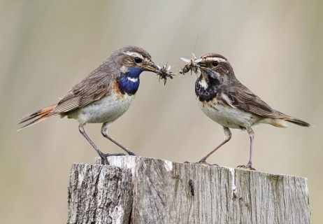 Bluethroat (Luscinia svecica cyanecula) pair with feed for chicks in beak, Schleswig-Holstein,