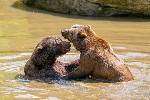Eurasian brown bear (Ursus arctos arctos) playing with each other in a little lake, Bavarian