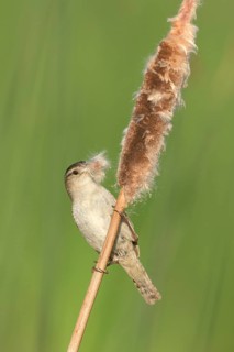 Marsh Wren (Cistothorus palustris) with nesting material from cattail in beak, British Columbia,