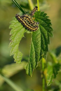 Caterpillar, Small tortoiseshell, (Aglais urticae), Butterfly, Butterfly, Lepidoptera, Insect,