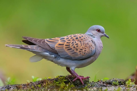 Turtle Dove, (Streptopelia turtur), Animals, Birds, Pigeons, Lesbos Island, Greece, Tiszaalpár -