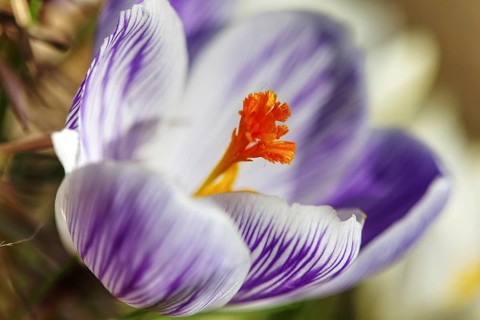 Close-up of a purple crocus (Crocus) blooming in the foreground with a soft background, Siegen