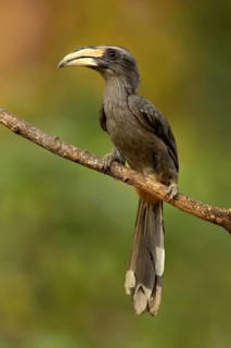 Malabar Grey Hornbill (Ocyceros griseus) female perched on a branch, Kerala, India