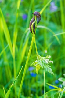 Snail eating on a plant stem in a lush green meadow a summer day