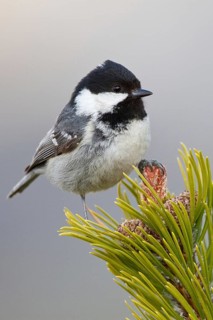 Coal Tit (Periparus ater), Liechtenstein