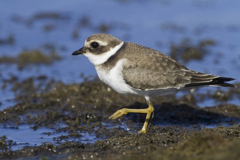 Common Ringed Plover (Charadrius hiaticula) juvenile, Andalusia, Spain