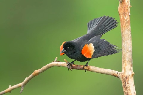 Red-winged Blackbird (Agelaius phoeniceus) male perched on a dried branch, Colorado, USA