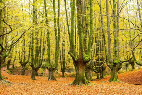 Serene beauty of Gorbea Natural Park in autumn. This image captures the vibrant colors of fall
