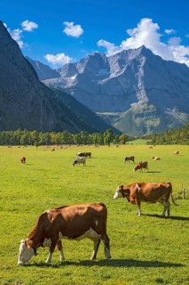 Cows grazing on the alpine pasture, Großer Ahornboden, Eng-Alm, Eng-Alm, Karwendel Mountains,