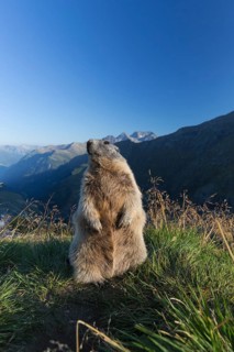 One adult Alpine Marmot, Marmota marmota, sitting erected on a rim of a soil, observing his