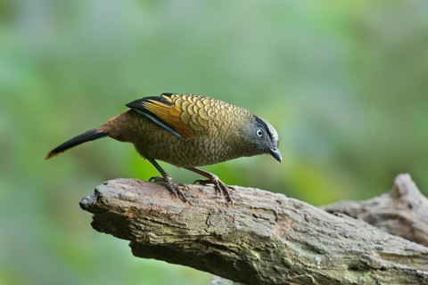 Blue-winged Laughingthrush (Trochalopteron squamatum), Yunnan, China