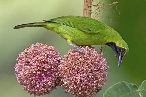 Greater Green Leafbird (Chloropsis sonnerati) male, Sabah, Malaysia