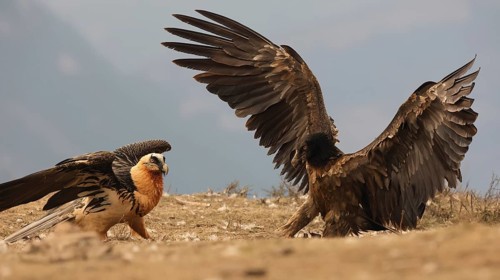 Capturing a majestic scene, two bearded vultures showcase their impressive plumage against the