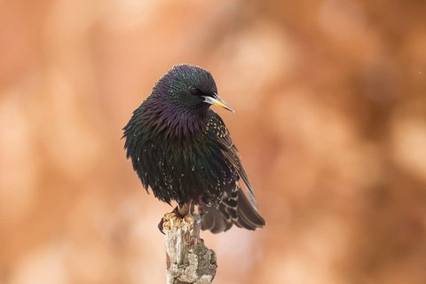 Common Starling (Sturnus vulgaris), Bavaria, Germany