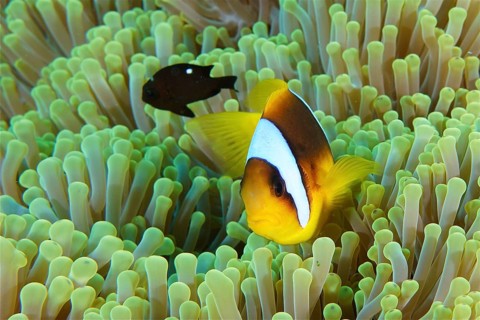 Red sea anemonefish (Amphiprion bicinctus)