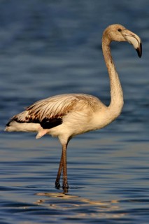 Greater flamingo (Phoenicopterus roseus), East Khawr / Khawr Ad Dahariz, Salalah, Dhofar, Oman