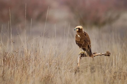 An adult Western marsh-harrier stands regally on a branch amidst a barren, overgrown field,