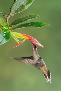 Long-billed Hermit (Phaethornis longirostris) flying while feeding at a flower in Costa Rica