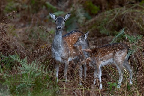This fallow deer (Dama dama) has a relatively small calf in October, the young animal was probably