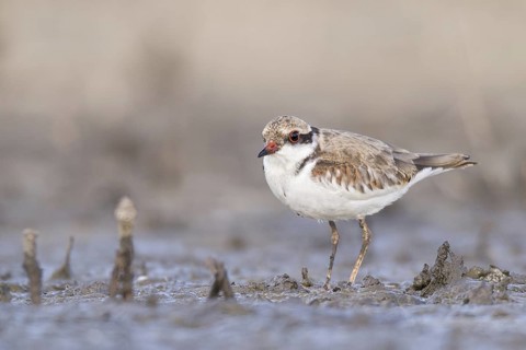 Black-fronted Dotterel (Elseyornis melanops) juvenile, Western Australia, Australia