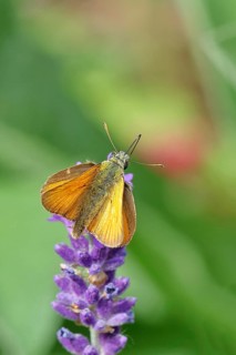 Large skipper (Ochlodes venatus), collecting nectar from a flower of Common lavender (Lavandula