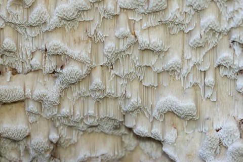 Structure, tree fungus, Bad Homburg vor der Höhe, Hesse, Germany