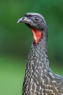 Dusky-legged Guan (Penelope obscura) perched on a branch in the Atlantic rainforest of southeast
