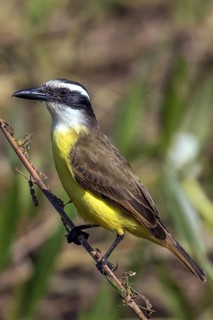 Great kiskadee (Pitangus sulphuratus), South America, Mato Grosso, Pantanal, Brazil