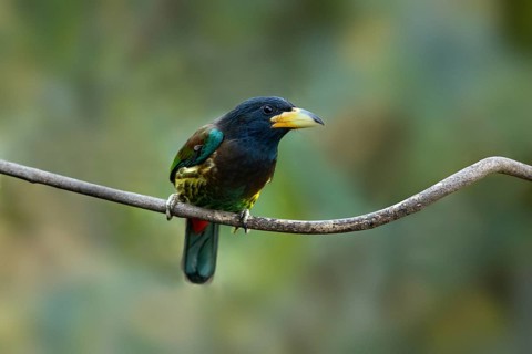 Great Barbet (Psilopogon virens) perched on a branch, Yunnan, China