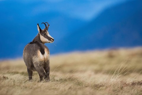 Chamois (Rupicapra rupicapra) in front of mountain range, Vosges, France
