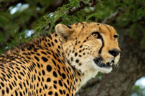 A vivid close-up shot of a cheetah in the wild, showcasing its intense gaze and magnificent spotted